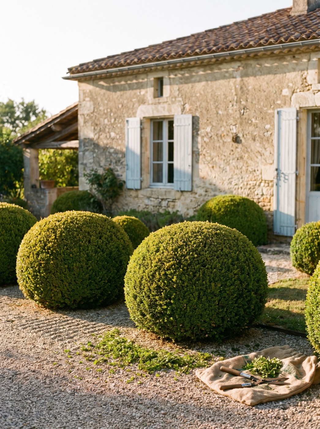 Arbustes taillés en boule devant une maison